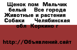 Щенок пом. Мальчик белый  - Все города Животные и растения » Собаки   . Челябинская обл.,Коркино г.